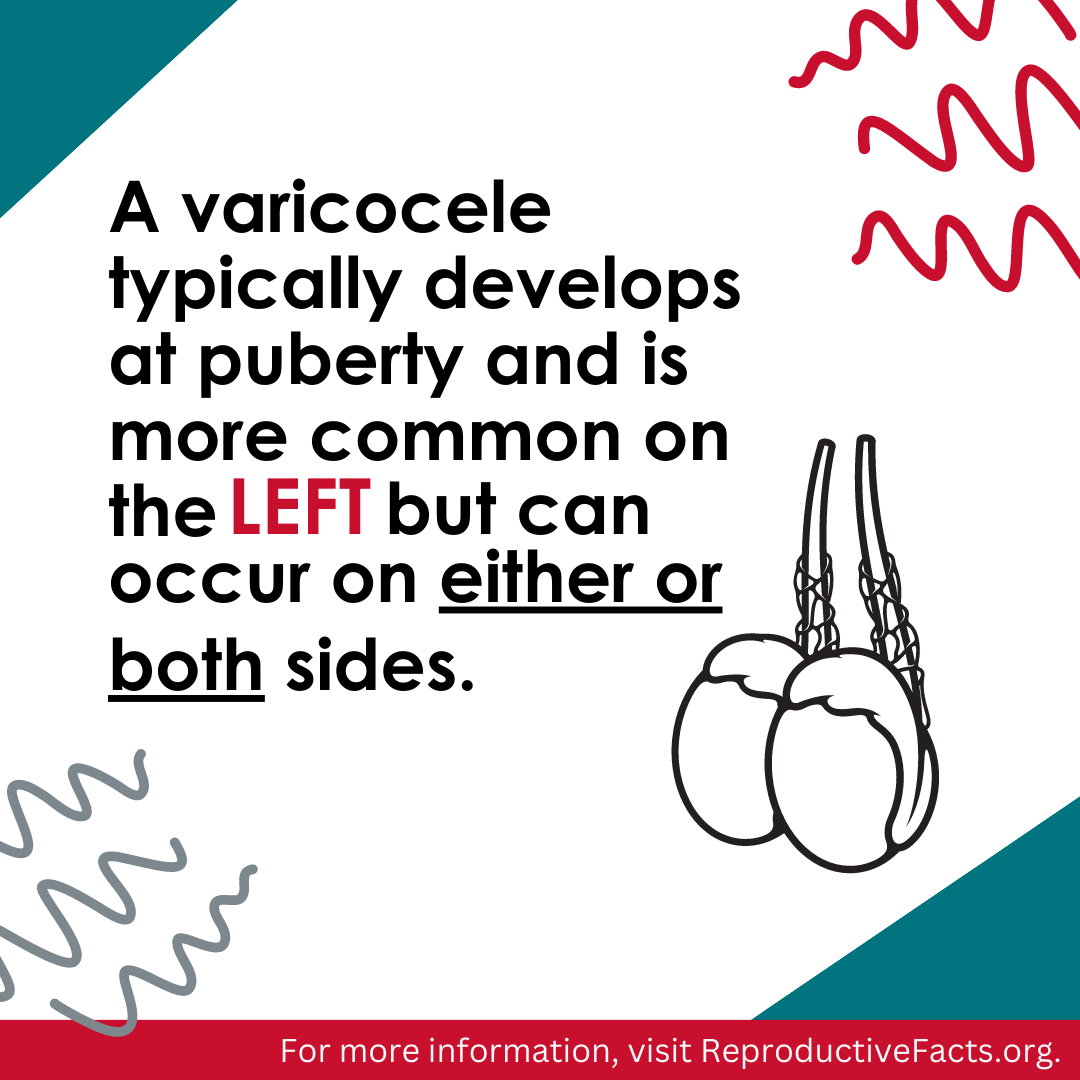 Varicocele 3.png