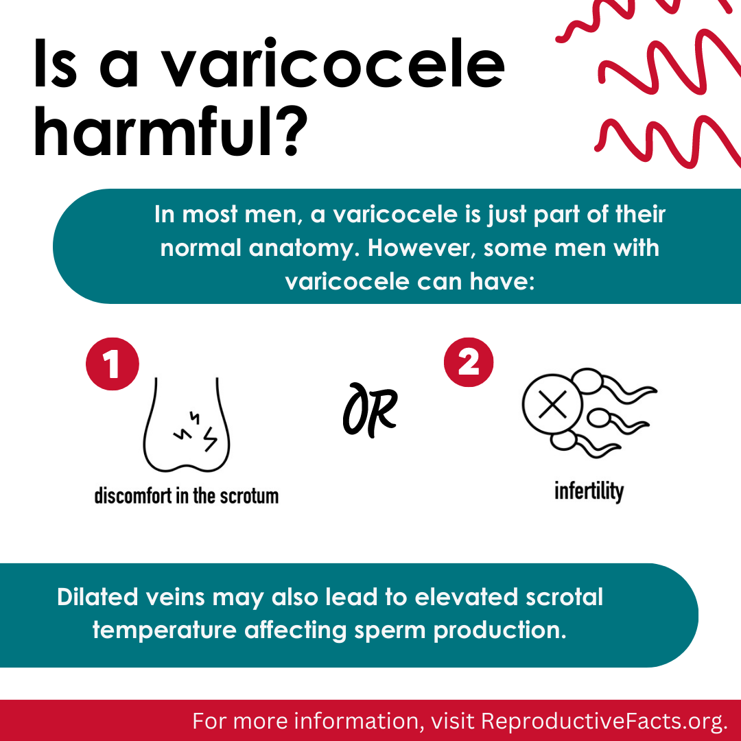 Varicocele 4.png